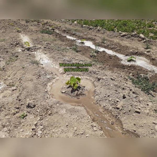 آموزش کاشت نهال پالونیا هیبرید ریشه نهال پالونیا هیبرید اصلاح شده نهال ریشه دار پالونیا ریشه درخت پالونیا ریشه پالونیا قیمت نهال پالونیا مشاوره رایگان پالونیا مزرعه پالونیا 